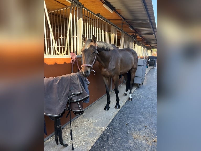 Spanisches Sportpferd Wallach 10 Jahre 170 cm Dunkelbrauner in Barcelona