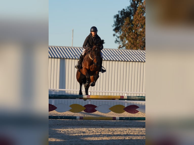 Spanisches Sportpferd Wallach 10 Jahre 170 cm Dunkelbrauner in Barcelona