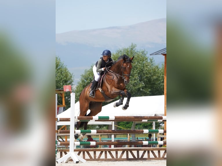 Spanisches Sportpferd Wallach 10 Jahre 170 cm Dunkelbrauner in Barcelona