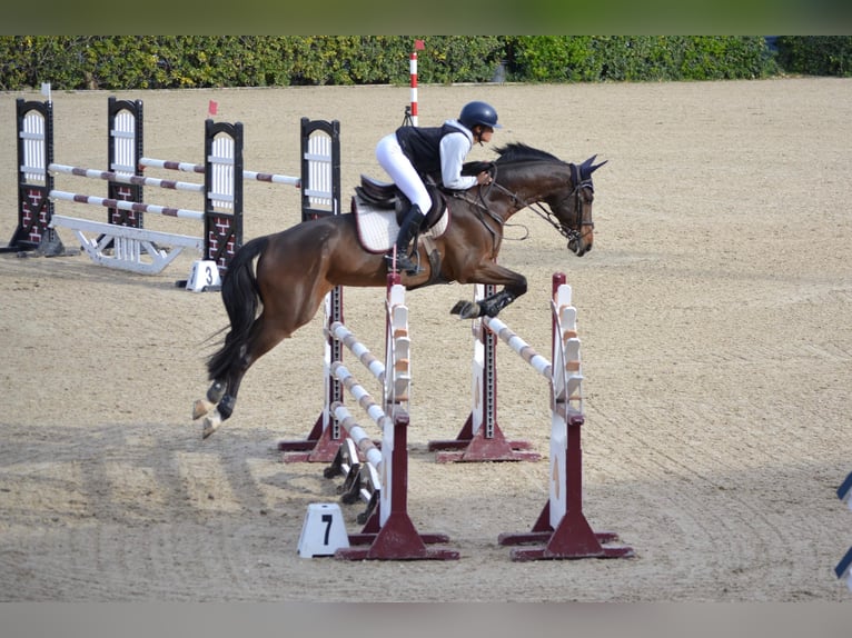 Spanisches Sportpferd Wallach 10 Jahre 170 cm Dunkelbrauner in Barcelona