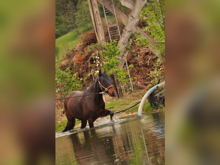 Spanisches Sportpferd Wallach 10 Jahre in Rottenburg am Neckar