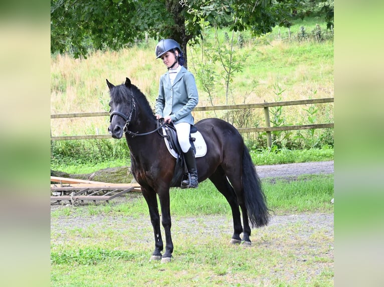 Spanisches Sportpferd Wallach 11 Jahre 129 cm Rappe in Garagartza (Mendaro)