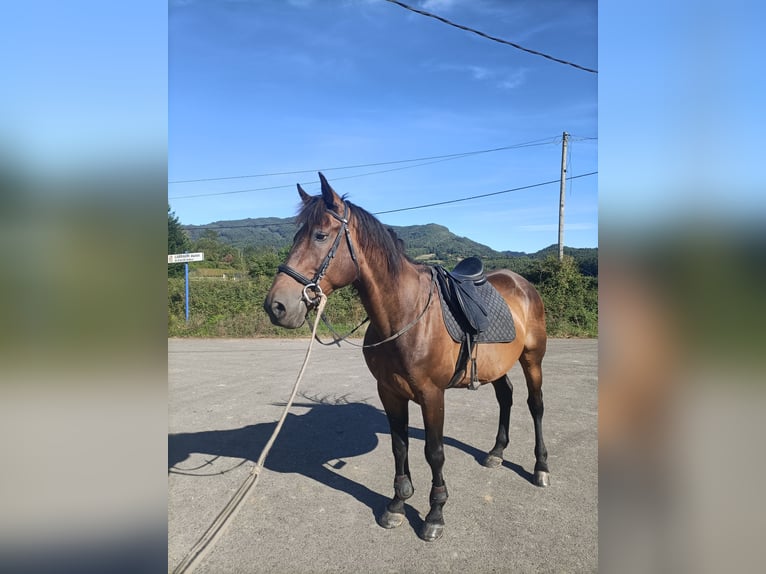 Spanisches Sportpferd Wallach 11 Jahre 165 cm Brauner in Mungia