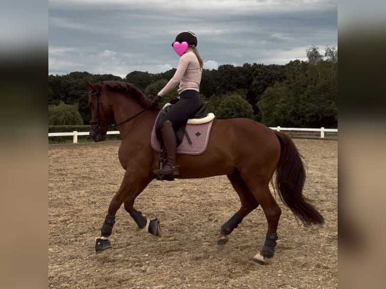 Spanisches Sportpferd Mix Wallach 11 Jahre 165 cm Dunkelfuchs in Rheinbach