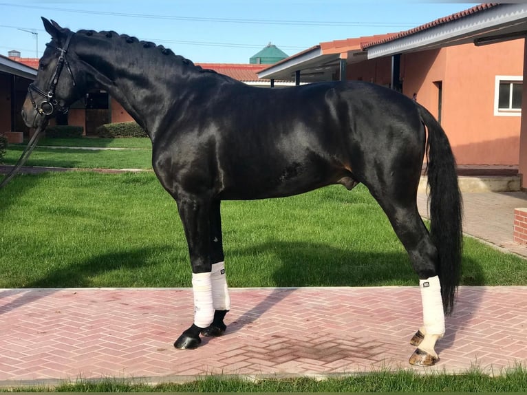 Spanisches Sportpferd Wallach 11 Jahre 165 cm Rappe in Madrid