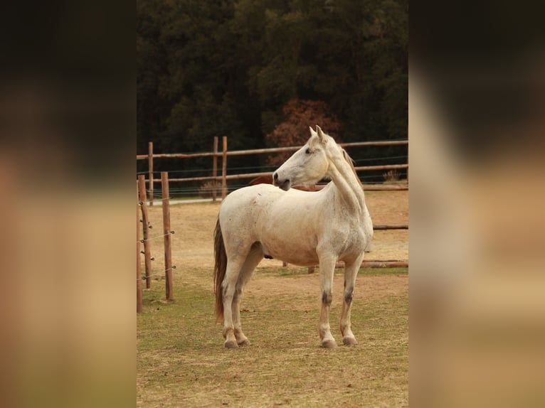Spanisches Sportpferd Wallach 11 Jahre 167 cm Schimmel in Canyamars (Dosrius)