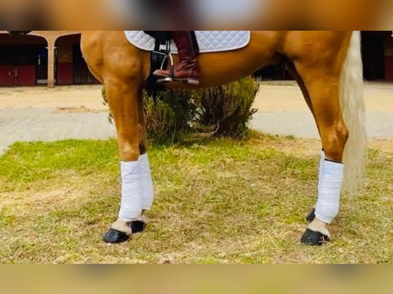 Spanisches Sportpferd Wallach 11 Jahre 168 cm Palomino in Madrid