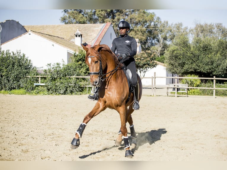 Spanisches Sportpferd Wallach 11 Jahre 182 cm Fuchs in Los Barrios