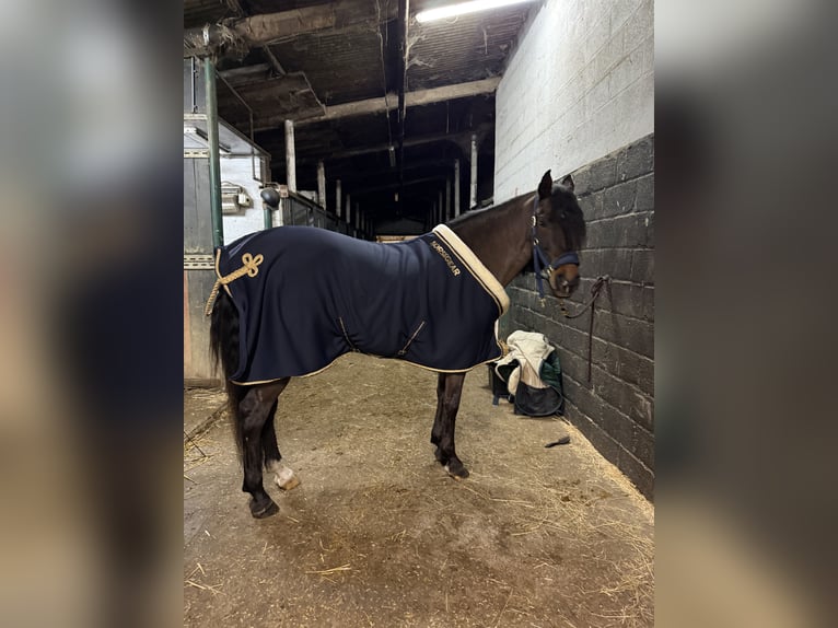 Spanisches Sportpferd Wallach 12 Jahre 148 cm Brauner in Kortessem