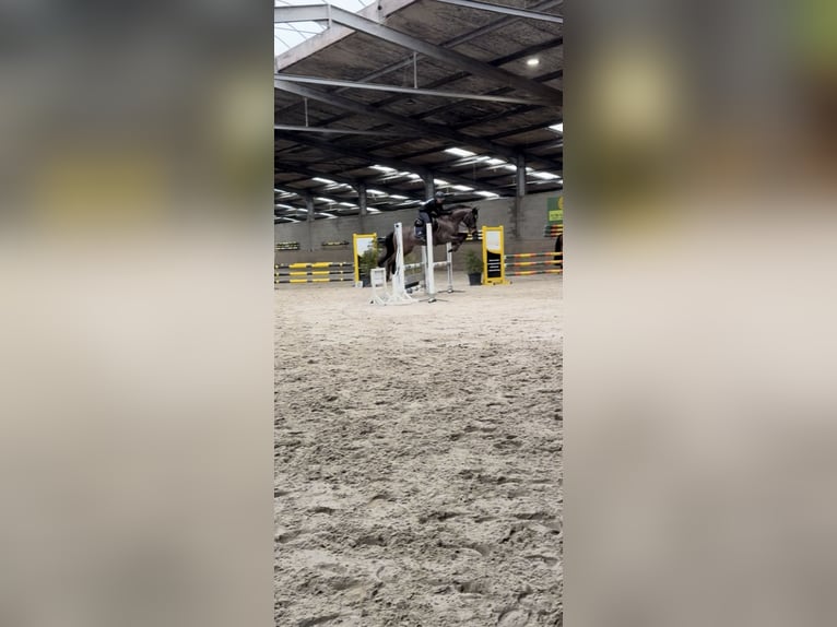 Spanisches Sportpferd Wallach 12 Jahre 148 cm Brauner in Kortessem