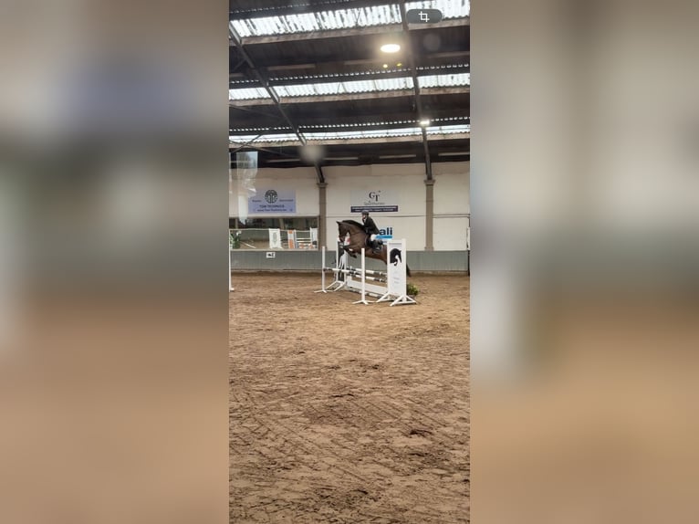 Spanisches Sportpferd Wallach 12 Jahre 148 cm Brauner in Kortessem