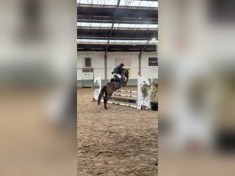 Spanisches Sportpferd Wallach 12 Jahre 148 cm Brauner in Kortessem