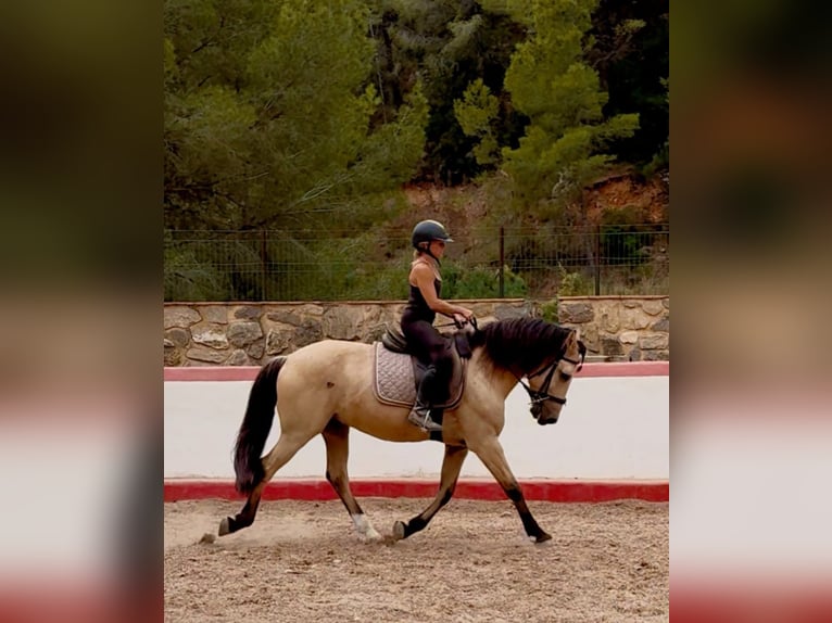 Spanisches Sportpferd Mix Wallach 12 Jahre 148 cm Falbe in Calpe