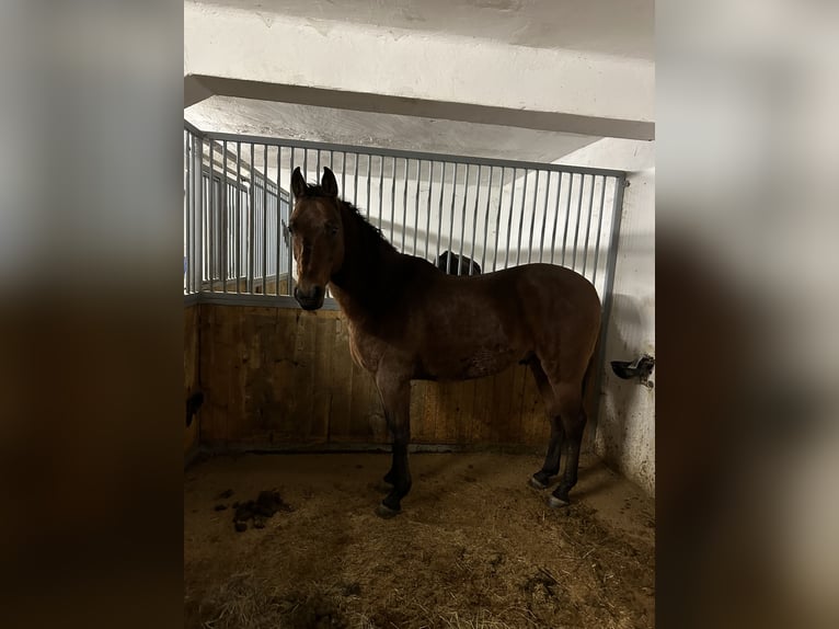 Spanisches Sportpferd Wallach 12 Jahre 153 cm Dunkelbrauner in Windischgarsten