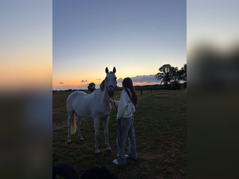 Spanisches Sportpferd Wallach 12 Jahre 155 cm White in Oudega