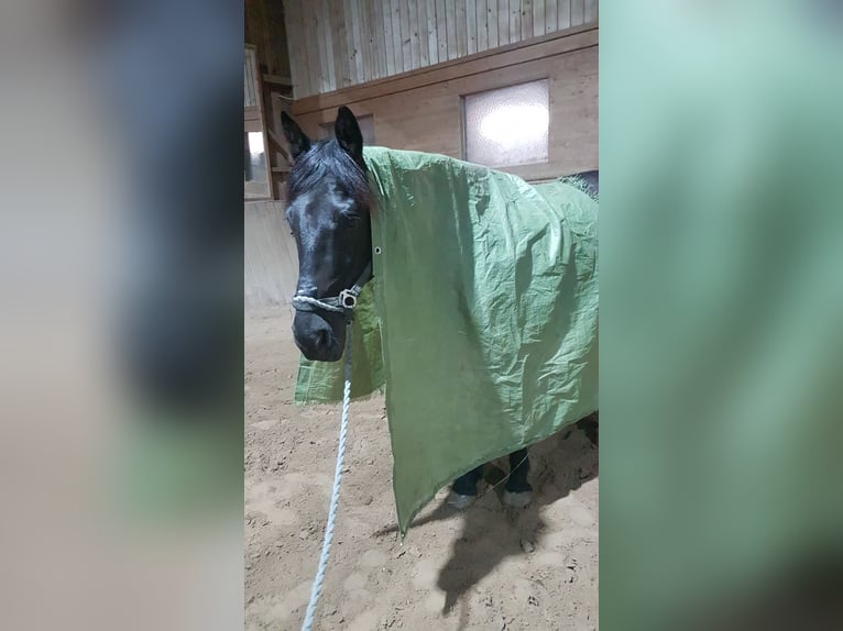 Spanisches Sportpferd Mix Wallach 12 Jahre 157 cm Rappe in Klagenfurt am Wörthersee