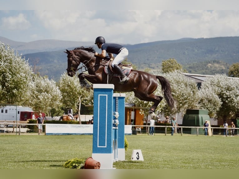 Spanisches Sportpferd Wallach 12 Jahre 165 cm Rappe in Sabadell