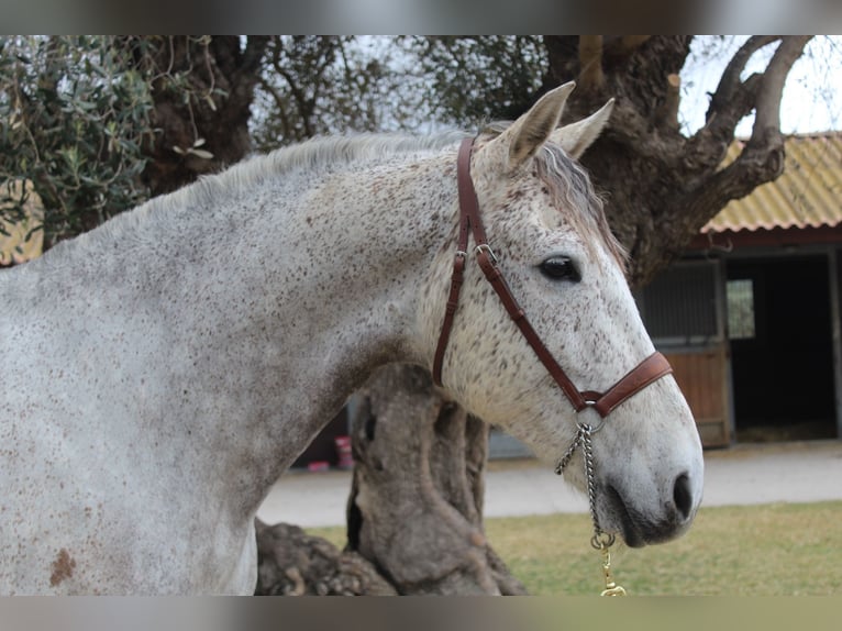 Spanisches Sportpferd Wallach 12 Jahre 167 cm Schimmel in Xabia/Javea