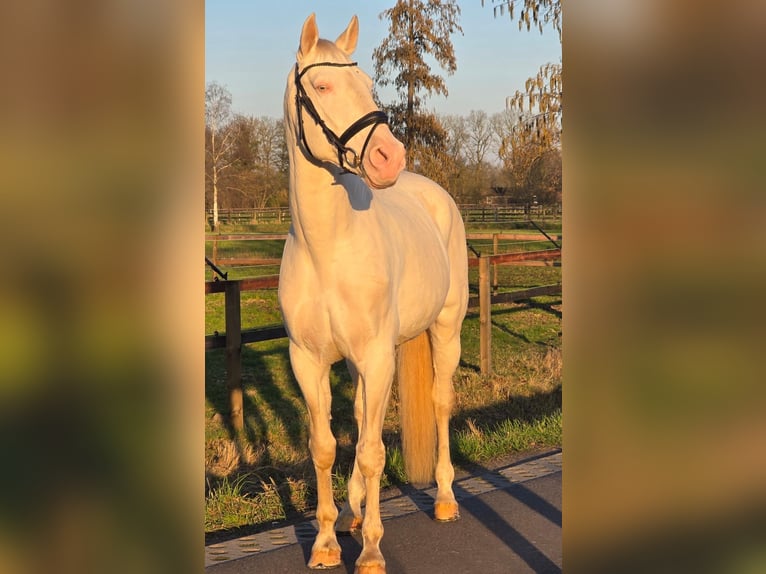 Spanisches Sportpferd Wallach 12 Jahre 168 cm Cremello in Someren
