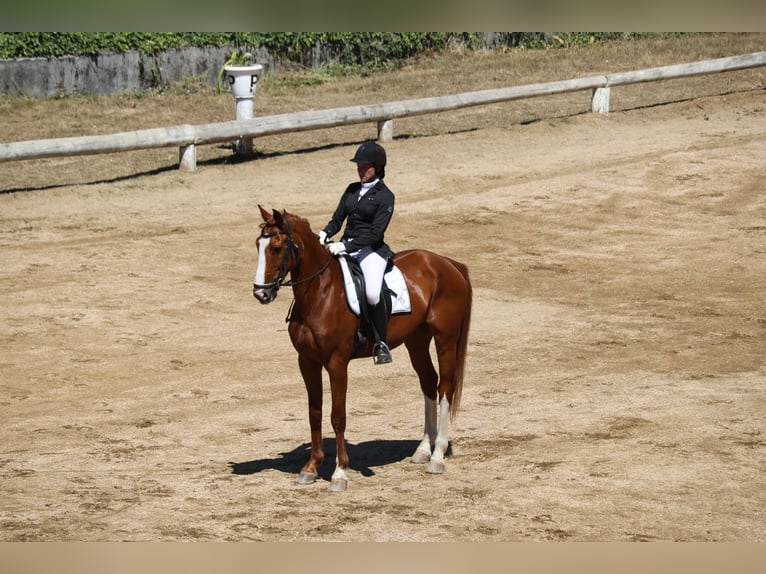 Spanisches Sportpferd Wallach 12 Jahre 168 cm Fuchs in Golada, A (Ramallosa)
