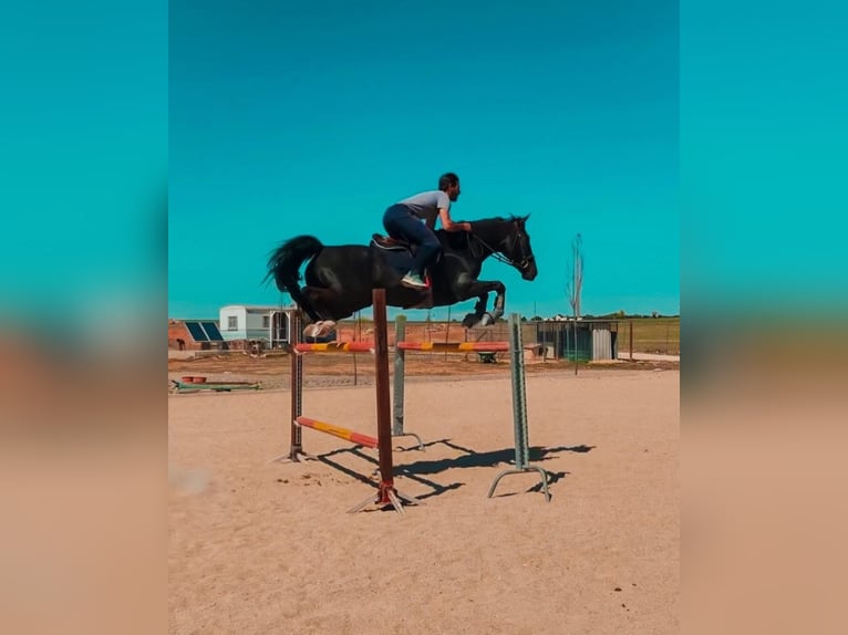 Spanisches Sportpferd Wallach 12 Jahre 170 cm Dunkelbrauner in Nuevo Baztan