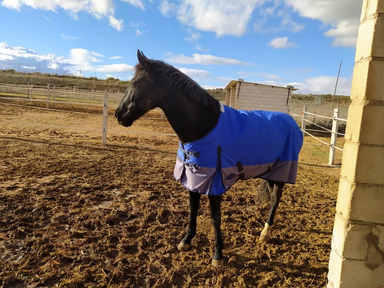 Spanisches Sportpferd Wallach 12 Jahre 170 cm Dunkelbrauner in Nuevo Baztan