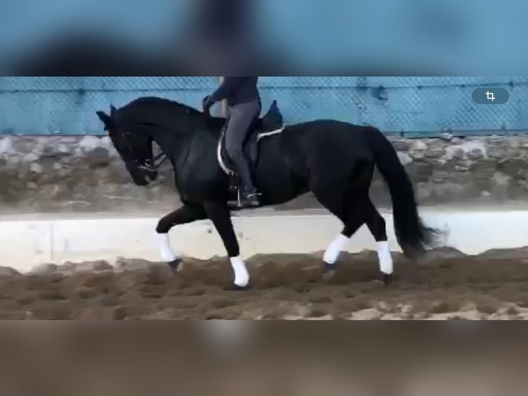 Spanisches Sportpferd Wallach 12 Jahre 172 cm Rappe in Las Rozas De Madrid