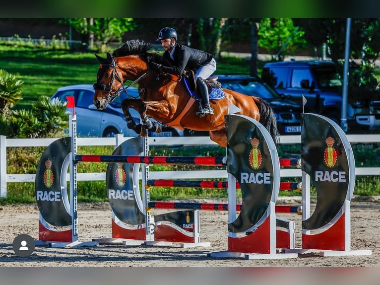 Spanisches Sportpferd Wallach 12 Jahre Dunkelbrauner in Madrid