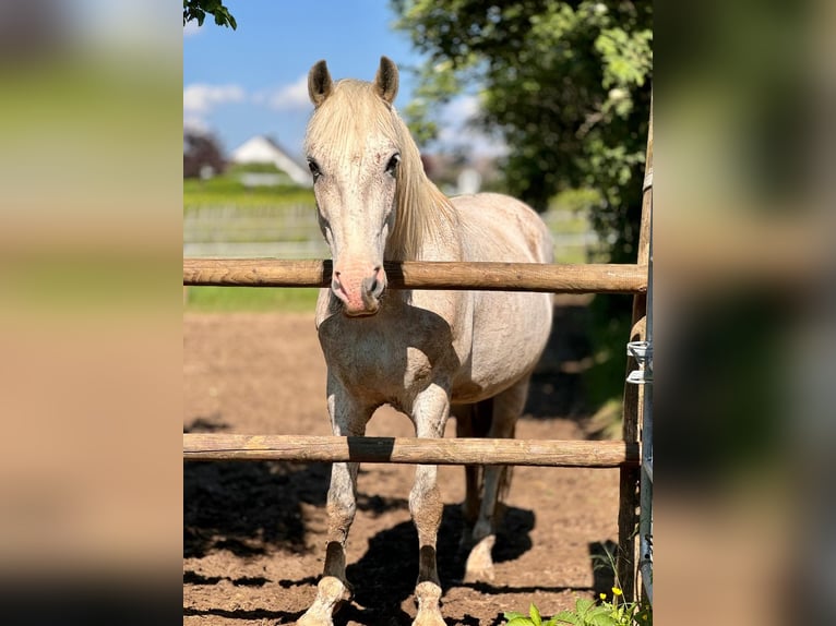 Spanisches Sportpferd Mix Wallach 13 Jahre 153 cm Fliegenschimmel in Stadecken-Elsheim