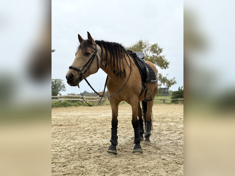Spanisches Sportpferd Wallach 13 Jahre 153 cm in Mülheim an der Ruhr Spanisches Sportpferd Wallach 13 Jahre 153 cm in Mülheim an der Ruhr
