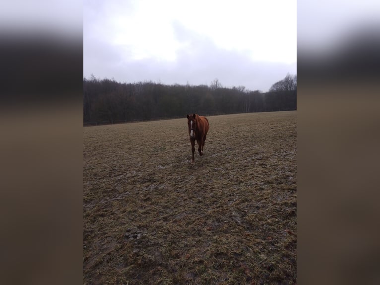 Spanisches Sportpferd Wallach 13 Jahre 160 cm Fuchs in Bad Essen