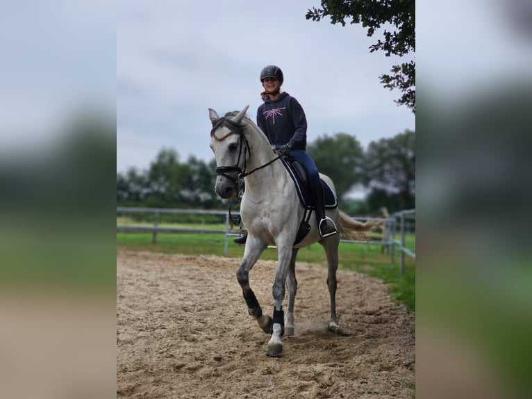 Spanisches Sportpferd Mix Wallach 13 Jahre 165 cm Schimmel in Samern