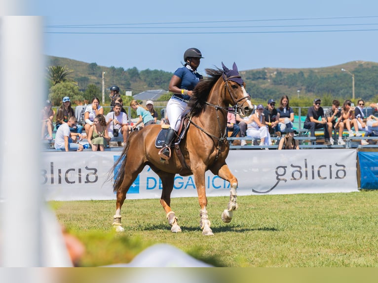 Spanisches Sportpferd Wallach 13 Jahre Dunkelfuchs in Anxeles, Os (Santa Maria-Brion)