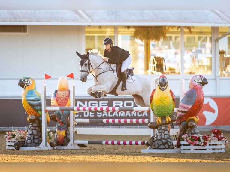 Spanisches Sportpferd Mix Wallach 13 Jahre Schimmel in Lardero