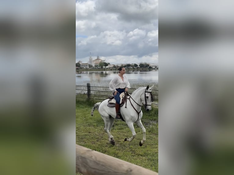 Spanisches Sportpferd Mix Wallach 13 Jahre Schimmel in Lardero