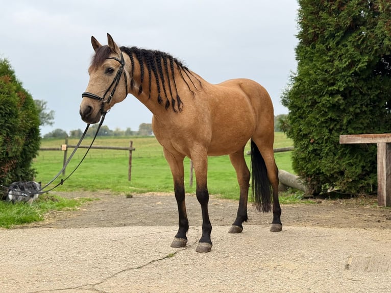 Spanisches Sportpferd Wallach 14 Jahre 152 cm Falbe in Mülheim an der Ruhr