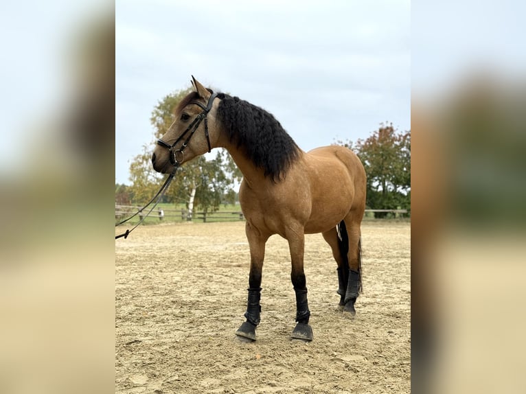 Spanisches Sportpferd Wallach 14 Jahre 153 cm in Mülheim an der Ruhr