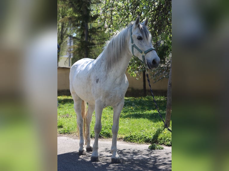 Spanisches Sportpferd Wallach 14 Jahre 155 cm Schimmel in Götzendorf an der Leitha