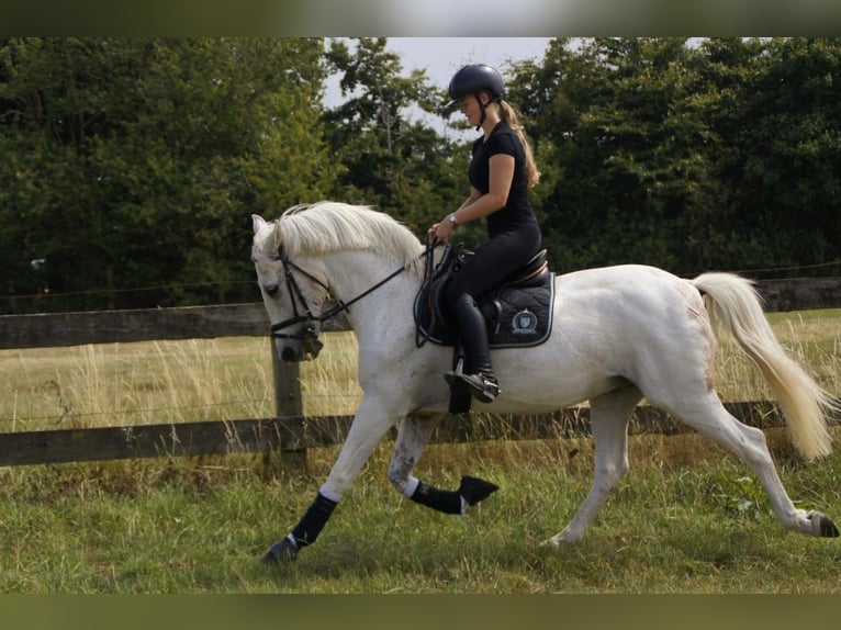 Spanisches Sportpferd Wallach 14 Jahre 157 cm Fliegenschimmel in Goch