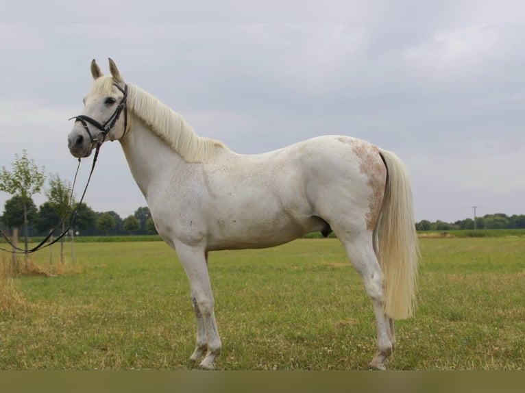 Spanisches Sportpferd Wallach 14 Jahre 157 cm Fliegenschimmel in Goch