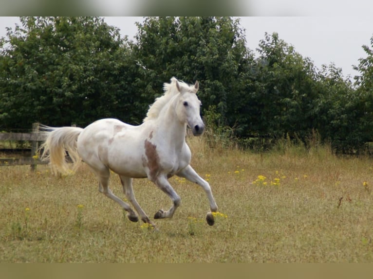 Spanisches Sportpferd Wallach 14 Jahre 157 cm Fliegenschimmel in Goch