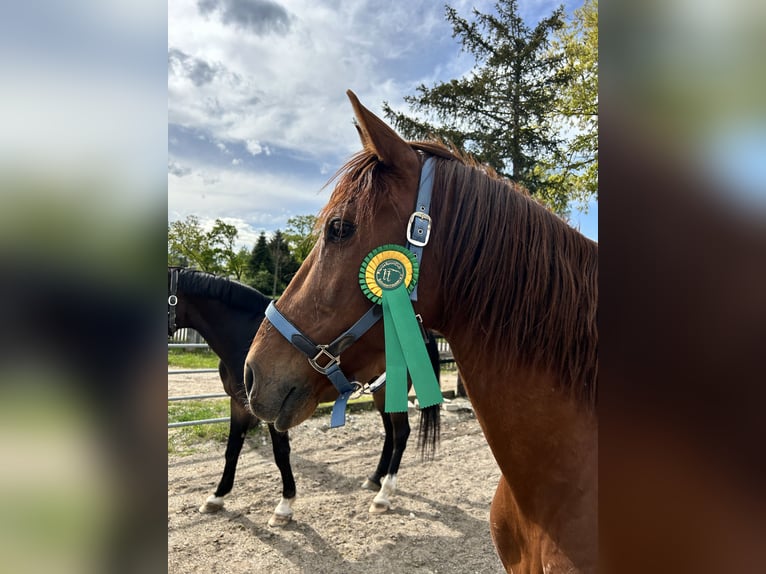 Spanisches Sportpferd Mix Wallach 14 Jahre 160 cm Fuchs in K&#xF6;nigsmoos