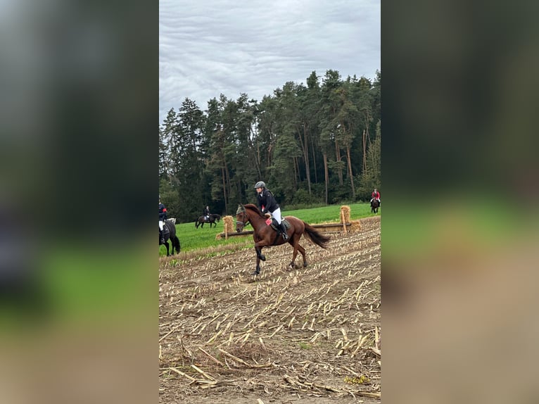 Spanisches Sportpferd Mix Wallach 14 Jahre 160 cm Fuchs in K&#xF6;nigsmoos