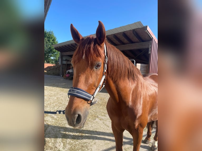 Spanisches Sportpferd Mix Wallach 14 Jahre 160 cm Fuchs in K&#xF6;nigsmoos