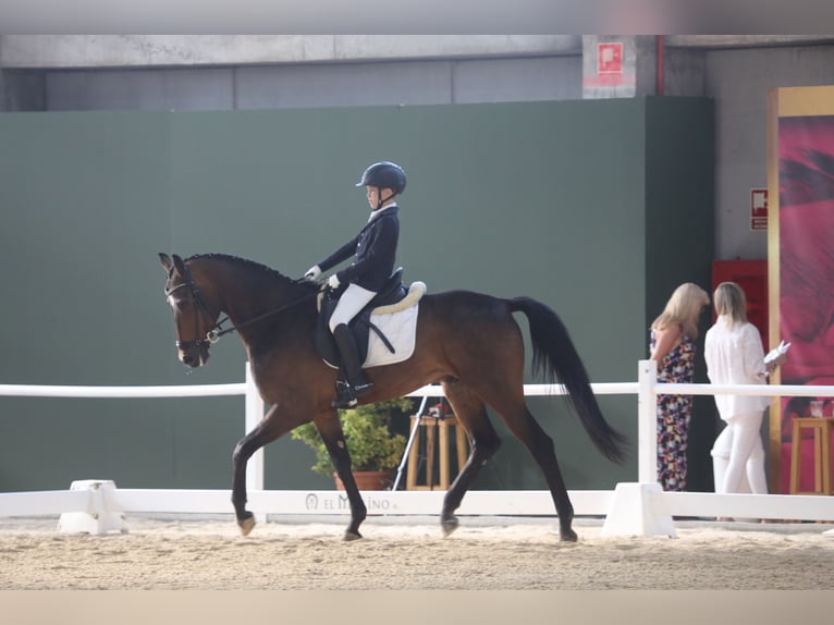 Spanisches Sportpferd Wallach 14 Jahre 162 cm Brauner in Olivenza