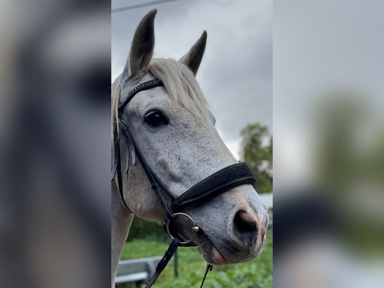Spanisches Sportpferd Wallach 14 Jahre 165 cm Schimmel in Wiesbaden