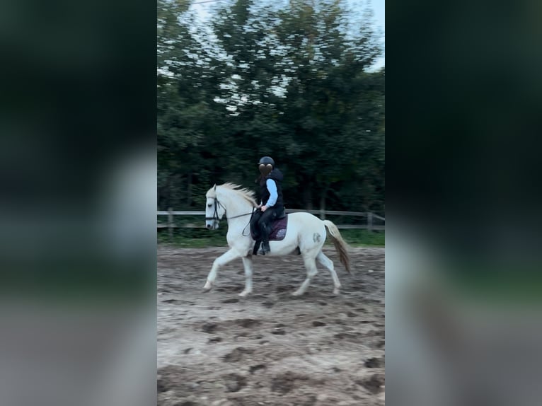 Spanisches Sportpferd Wallach 14 Jahre 165 cm Schimmel in Wiesbaden