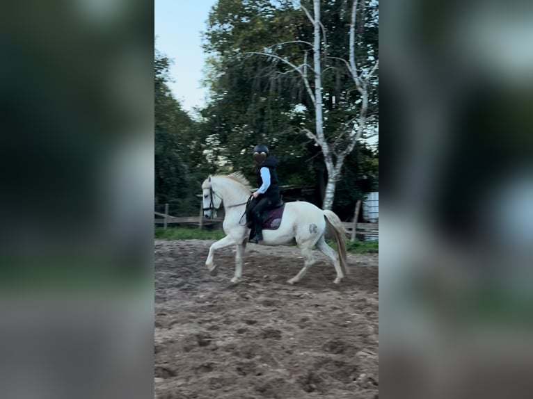 Spanisches Sportpferd Wallach 14 Jahre 165 cm Schimmel in Wiesbaden