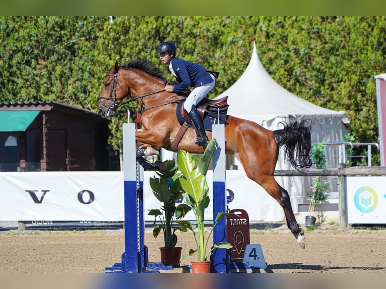 Spanisches Sportpferd Wallach 14 Jahre 175 cm Brauner in Madrid