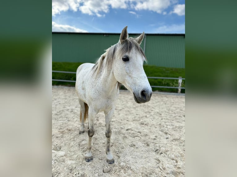 Spanisches Sportpferd Mix Wallach 15 Jahre 148 cm Schimmel in Herscheid